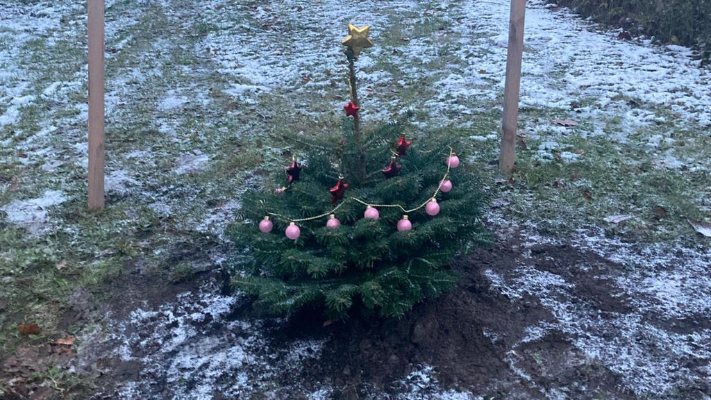 Weihnachtsbaum Barigau